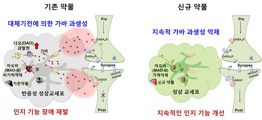 기존 치매 약물은 장기간 투여 시 대체기전에 의해 가바가 과생성되고 그 결과 인지기능애 장애가 생겼다. 연구진이 개발한 후보약물은 장기간 투여에도 지속적인 인지 기능이 개선된다. 특히, 지속적인 가바 과생성이 억제된다는 점에서 기존 약물의 한계를 돌파해 큰 주목을 받고 있다.