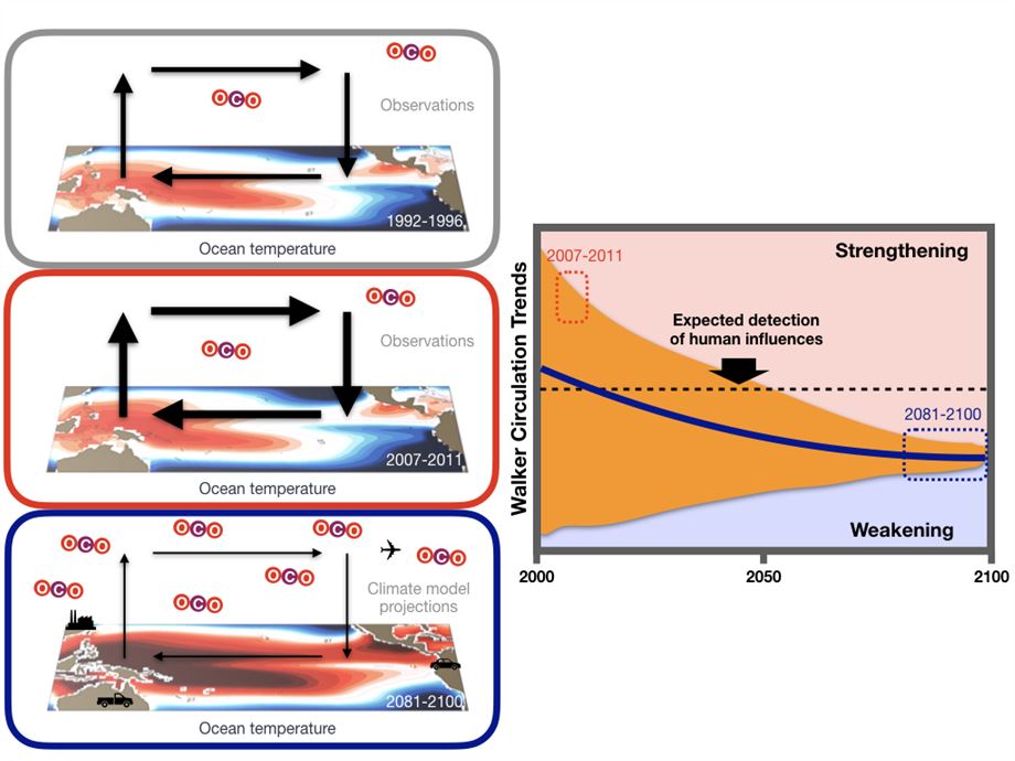 Figure 1: (Left) Schematic of Pacific Walker circulation changes due to natural processes and human-induced climate change: Normal conditions (top), strengthening due to natural variability (middle) and weakening due to greenhouse warming (bottom). Black arrows represent horizontal and vertical winds with the shading on the background map illustrating ocean temperatures. Over the past few decades, natural variability has strengthened the Pacific Walker circulation leading to enhanced cooling in the equatorial central-to-eastern Pacific (middle). Climate models forced by increasing greenhouse gas concentrations simulate weakening of the Walker circulation (bottom). (Right) Temporal evolution of model-simulated Walker circulation trends, with the dark blue line and orange shading denoting anthropogenically-induced changes and the impact of natural processes, respectively.