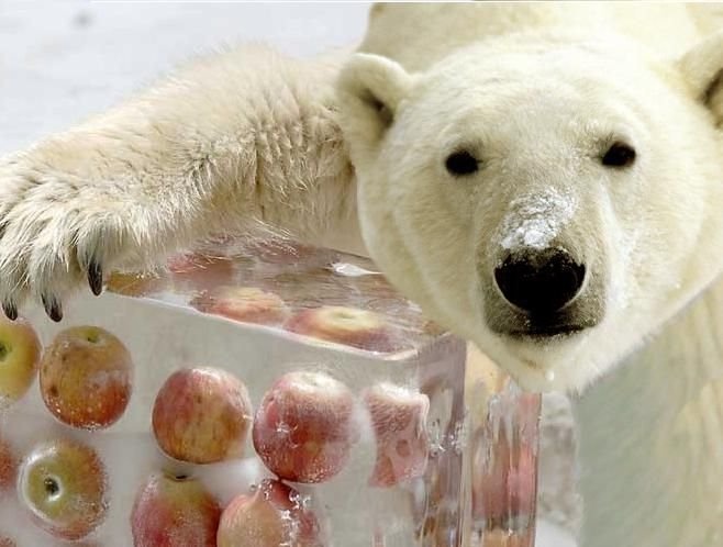 너도 나도 아직 갈 길이 멀다곰! (출처: the alaska zoo)