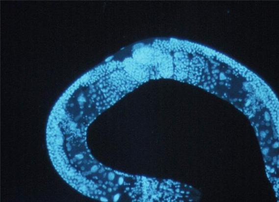 예쁜꼬마선충(C.elegans). 다 자라면 약 1mm인 생물로 미생물을 잡아먹고 산다. (출처:미국국립보건원)