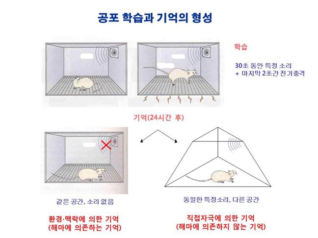 공포 학습과 기억의 형성