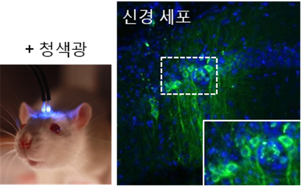 뇌에 청색빛을 쬐어주자 칼슘 채널이 활성화 되면서 뇌에 있는 신경세포가 활발하게 활동하기 시작했다. (출처:IBS)