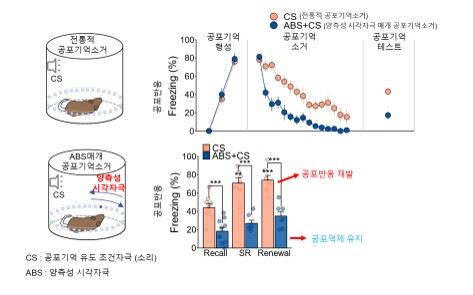 양측성 시각자극을 사용한 공포기억 반응-감소 효과 (출처: IBS))