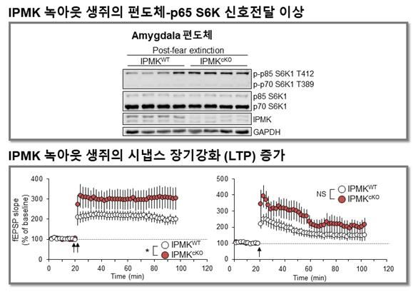 이노시톨 대사효소 제거한 생쥐의 편도체에서는 공포기억 소거를 위한 신호전달이 증가했다(위). 해마를 전기생리학적으로 분석한 결과, IPMK 녹아웃에 의해 시냅스의 후기-장기강화 현상이 더욱 강하게 유도됨을 알 수 있었다. (출처: 한국연구재단)