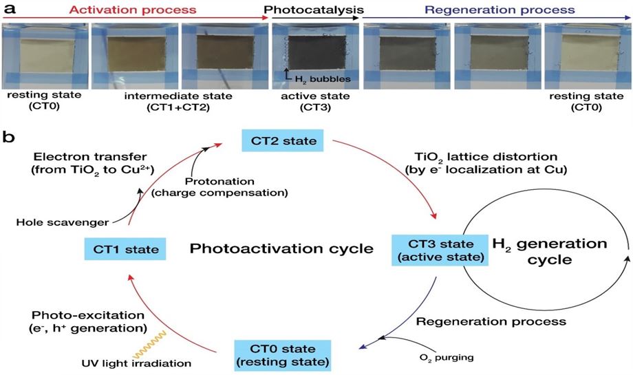 Figure 3. Interactive communications between single atom copper and surrounding TiO<sub>2</sub>. a, The white Cu/TiO<sub>2</sub> rapidly turns to black and back to white under light irradiation. b, Communication process of single atom copper and surrounding TiO<sub>2</sub> resembles the communications of metal atoms and surrounding proteins of enzymes.