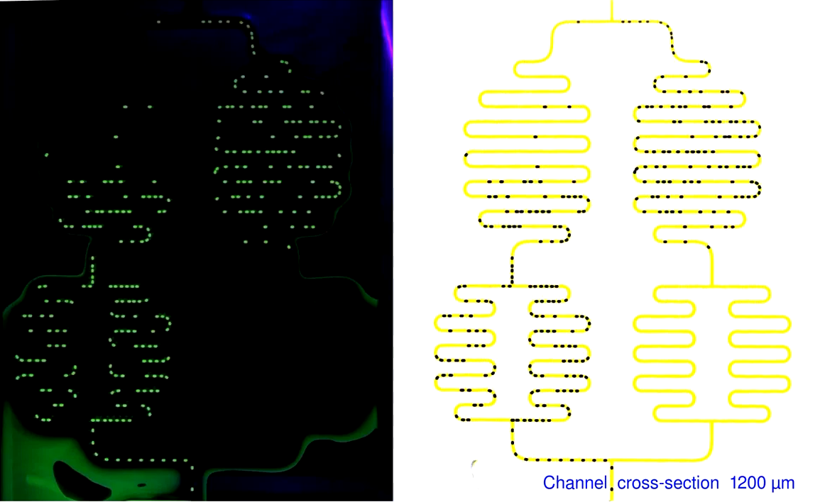 Video 1. Oscillations in networks of the same topology as in Fig1, with three different cross-section of channels. Original frames from experiments are shown side-to-side with false color images with improved visibility of channels (right).