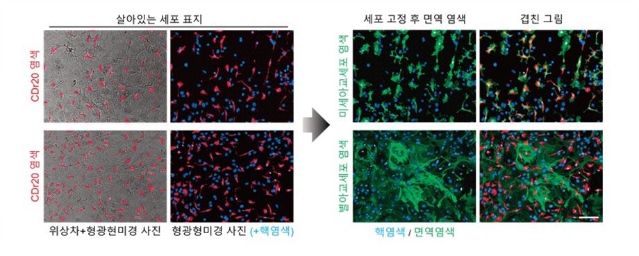 [그림 2] 미세아교세포 특이적인 형광물, CDr20의 동정 및 확인