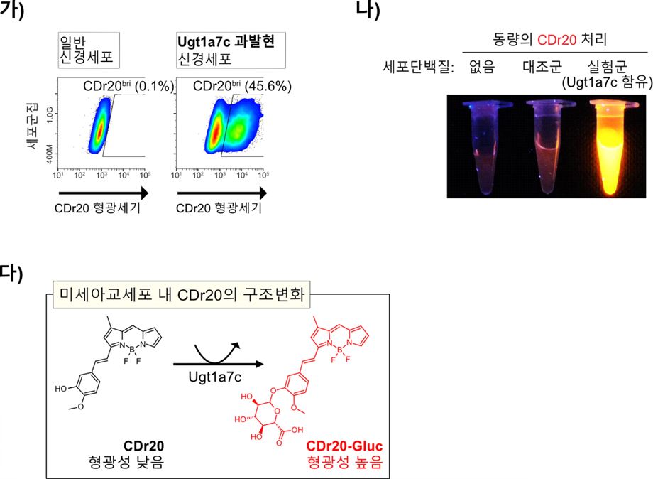 [그림 4] CDr20의 미세아교세포 선택적 염색 메커니즘