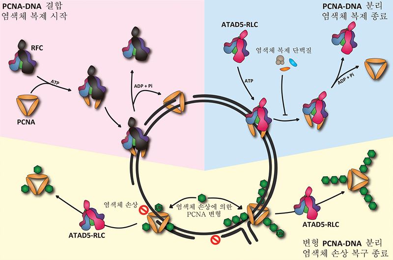 그림 1. 증식성세포핵항원(PCNA)과 DNA의 결합 및 분리 메커니즘