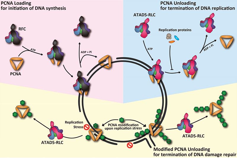 Figure 1.PCNA Cycling during DNA replication. 