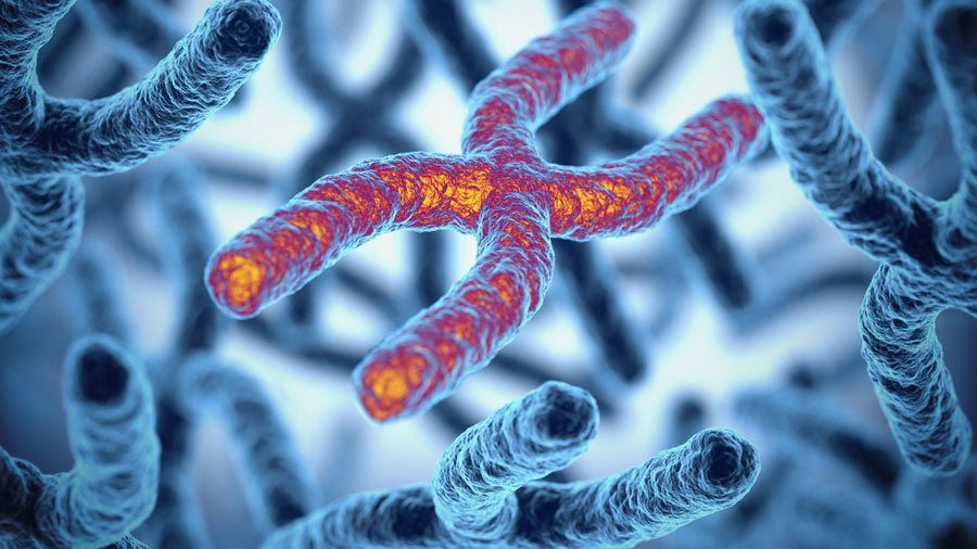 염색체는 세포 분열 시 핵 안에 나타나는 막대 모양의 구조물이다. 염색체는 DNA(유전 물질)와 단백질로 이루어져 있다. (출처 : Kelsey Group)