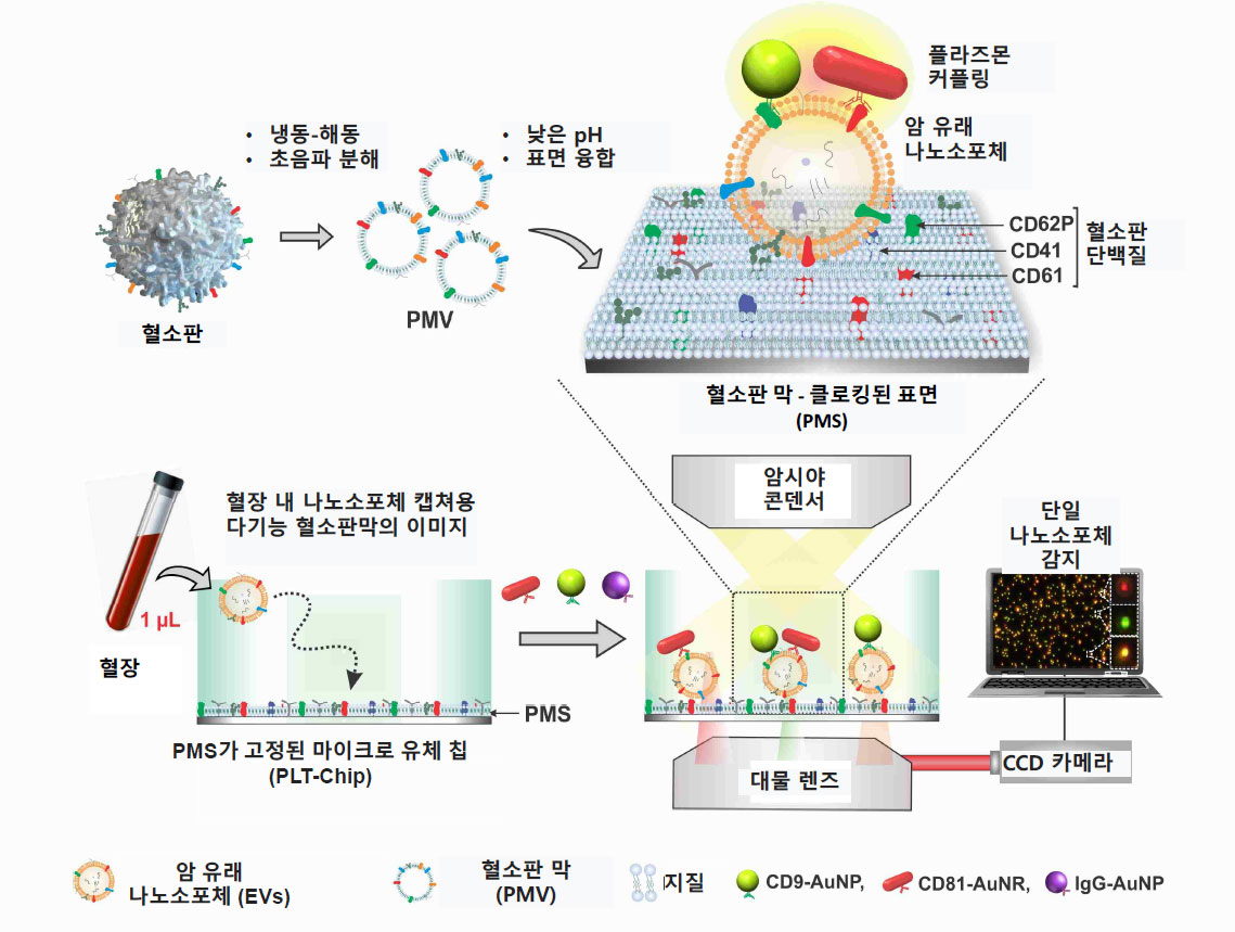 그림 1. 나노소포체 검출 및 시각화 실험 개략도