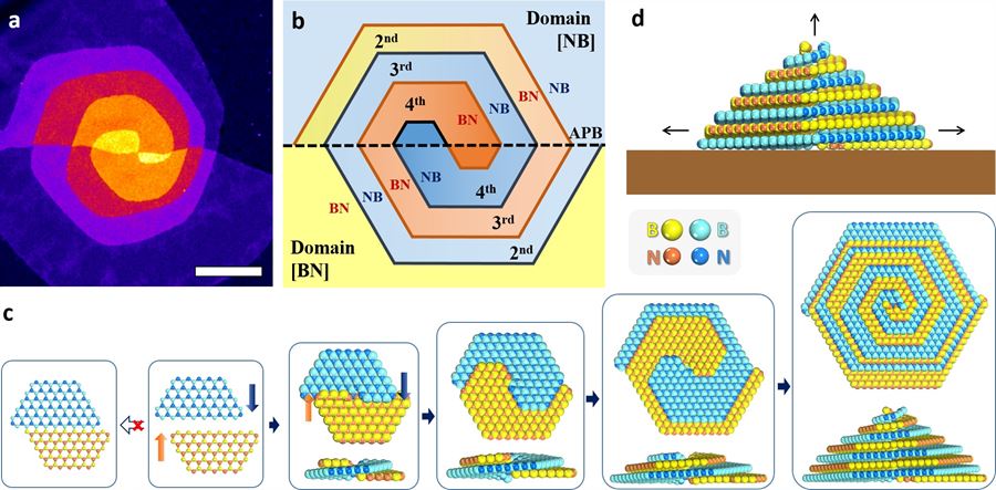 이중나선 육방정계 질화붕소(h-BN)의 성장 메커니즘 모식도. 역위상 경계를 중심으로 두 개의 결정이 뒤엉키며 이중나선 구조를 형성한다.