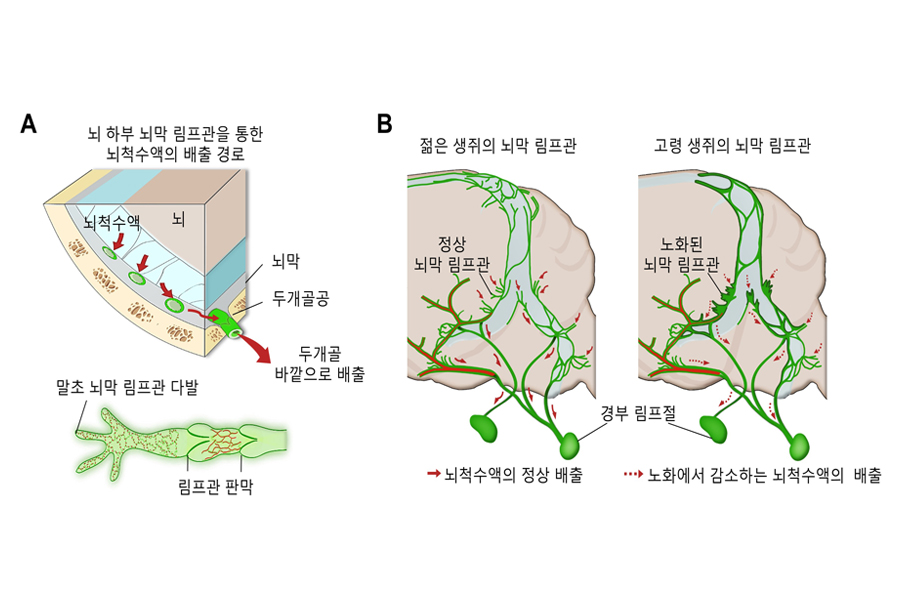 뇌막 림프관의 위치와 연령에 따른 모식도. 뇌막 림프관은 해부학적으로 뇌척수액과 매우 가까운 위치에 있으며, 물질의 흡수와 배출에 유리한 구조적 특성을 갖고 있다.