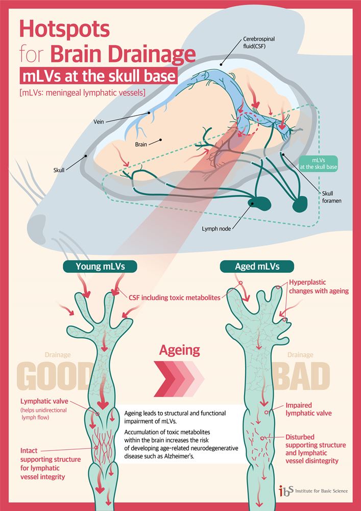 Illustration: Hotspots for brain drainage: mLVs at the skull base (Credit: IBS)