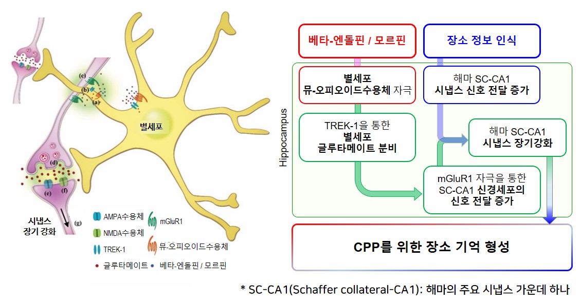 그림 1. 별세포를 통한 특정 장소 선호(CPP) 기억 형성의 분자 및 세포적 메커니즘