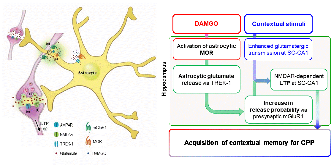 Figure 3. Schematic model of contextual memory formation for CPP through activation of astrocytic MOR. Activation of astrocytic MOR elicits glutamate release from astrocytes to increase release probability via presynaptic mGluR1 activation. The enhanced glutamatertic transmission by both contextual stimuli and astrocytic MOR activation leads to long-term potentiation at Schaffer collateral-CA1 synapses in the hippocampus, which accounts for acquisition of contextual memory for CPP.