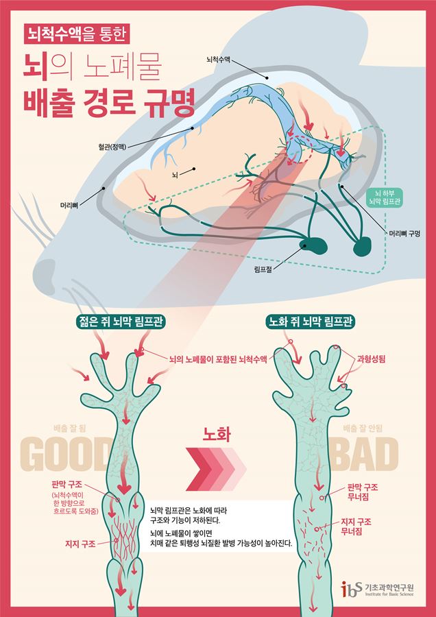 이번 연구를 통해 노화에 따라 뇌 하부 뇌막 림프관의 말초 다발이 과형성되고, 판막구조와 지지구조가 무너짐을 관찰했다. 이에 따라 뇌 하부 뇌막 림프관의 노폐물 배출 기능도 저하됨을 확인했다.