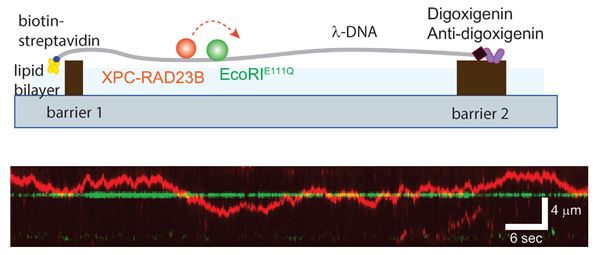 그림 1-(C). XPC-RAD23B와 다른 단백질의 충돌실험에 대한 개략도(위)와 실제 XPC-RAD23B가 폴짝폴짝 뛰어다니며 다른 단백질을 넘어가는 것을 보인 움직임(아래)
