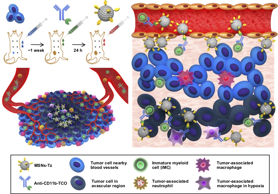 Figure 1 A schematic representation of click reaction-assisted immune cell targeting (CRAIT) strategy used to enhance tumor penetration of drug-loaded NPs. (left, top) Antibodies are pre-injected to label circulating immune cells, and drug-loaded nanoparticles are subsequently administered to target the immune cells via click reaction. (left, bottom) Schematic illustration of tumor microenvironment featuring inflammatory cell recruiting and inhomogeneous blood vessel distribution. (right) Schematic illustration on the principles of CRAIT strategy. Immune cells are labeled by antibodies and subsequently tagged with nanoparticles by a click reaction. The labeled cells transport nanoparticles from tumor periphery to tumor interior.