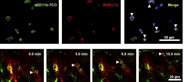 Figure 2 (top) In vitro evaluation of click reaction between antibodies (green) and nanoparticles (red) on immune cells. (bottom) Immune cells transporting nanoparticles migrate in the blood vessels. White arrows indicate yellow immune cells as they are tagged with both antibodies (green) and nanoparticles (red).