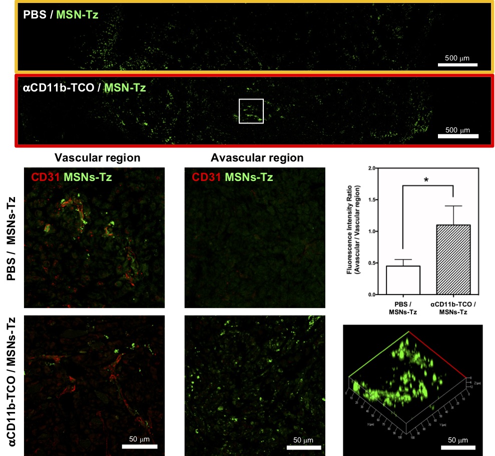 Figure 3 (top) Representative tumors sections selected to show the distribution of nanoparticles in the non-targeted group (orange box) and the CRAIT group (red box). (middle and bottom, left and middle) Intratumoral distribution of the non-targeted group (middle) and the CRAIT group (bottom) in the vascular region (left) and the avascular region (middle). (right, middle) Ratio between vascular and region of non-targeted group and CRAIT group. (right, bottom) Three-dimensional microscopy image of the tumor section.