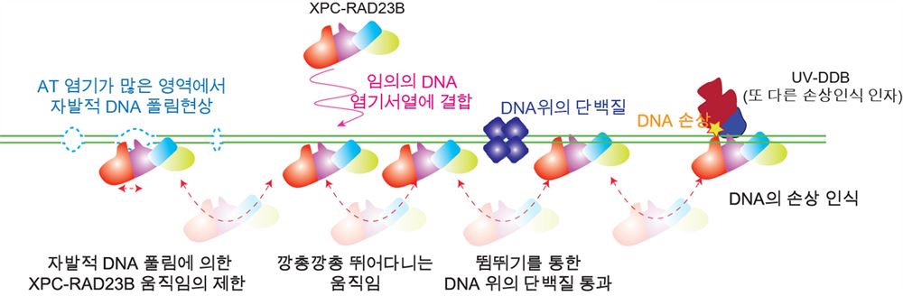 XPC-RAD23B가 DNA 위에서 손상 부위를 찾는 과정을 그린 모식도.(출처 : UNIST)