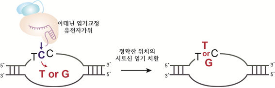 그림 1. 아데닌 염기교정 유전자가위의 시토신 치환 모식도