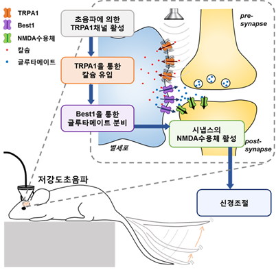 별세포를 통한 저강도 초음파의 신경조절 기전. 생쥐 뇌에서 꼬리의 움직임을 자극하는 운동피질을 자극하였을 때, 초음파 자극에 의한 운동신경 신호 전달이 별세포로부터 시작된다.