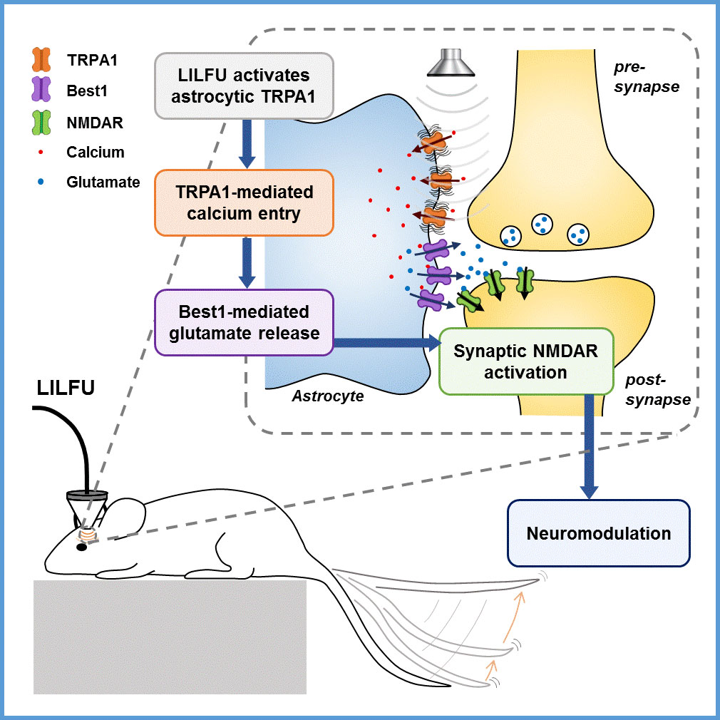 Figure 1 Schematic model for LILFU-induced neuromodulation