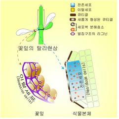 IBS 식물 노화·수명 연구단이 규명한 식물의 탈리 메커니즘