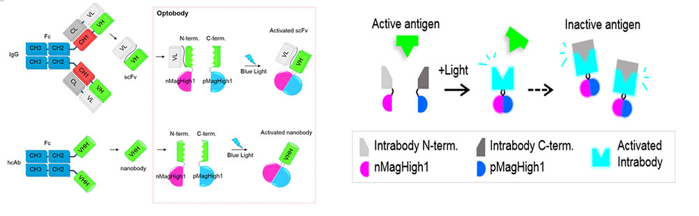 Figure 1 Optogenetically activated intracellular antibody (optobody). As GFP photoreceptors (nMagHigh1 and pMagHigh1) are triggered by blue light, split GFP nanoboy fragments, which were roaming freely in the cell, reassemble. These now whole activated GFP nanobodies move toward their target proteins.