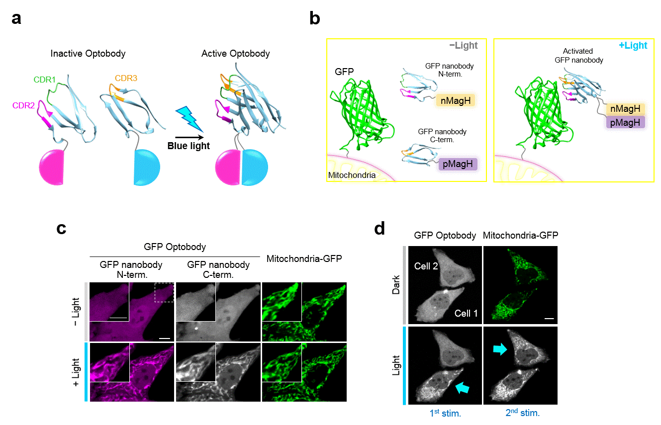 Figure 2. Spatiotemporal activation of GFP optobody via blue light. A) The back of the complementarity-determining region (CDR) was found to be the optimal split site for the optobody system. B) Light-illumination induces the reassembly of GFP nanobodies. C) Contrary to inactive GFP nanobodies, activated GFP nanobodies display the same expression patterns as shown in mitochondria-conjugated GFP.
