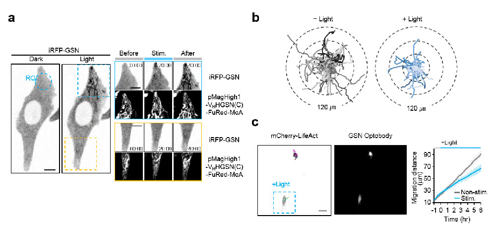 Figure 3. Inhibition of endogenous protein function by the photo-activated Optobody. B) The specific cellular area stimulated by blue light showed the activation of optobodies C) The specific target cell expressing optobodies and stimulated by blue light indicated the decrease in cell movement (bottom in the right).