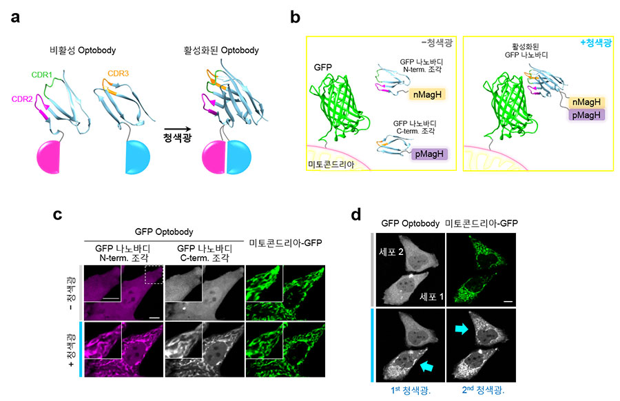 그림 2. 청색광에 의해 시공간적으로 활성화되는 GFP Optobody