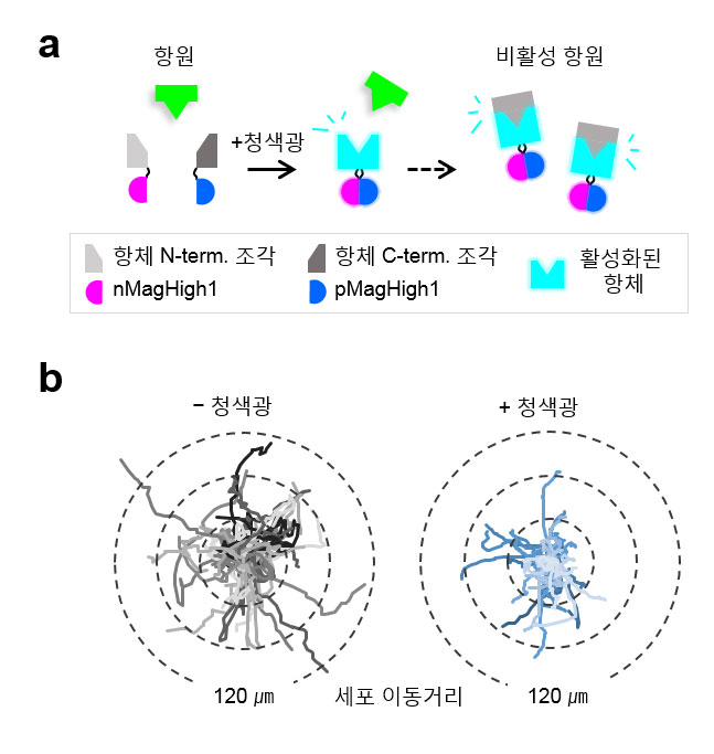 그림 4. 광활성화된 항체에 의한 항원의 비활성 및 기능 저해