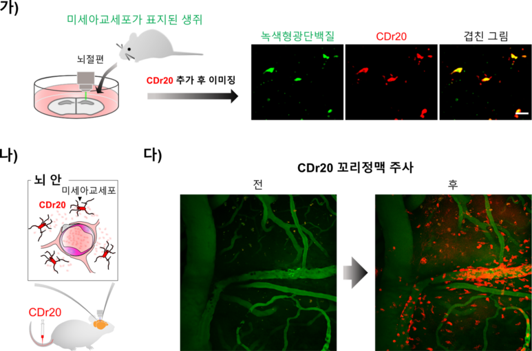 알츠하이머병을 유발한 생쥐의 뇌 속 미세아교세포를 개발한 CDR20 형광물질로 염색해 관찰한 모습. (출처: IBS)