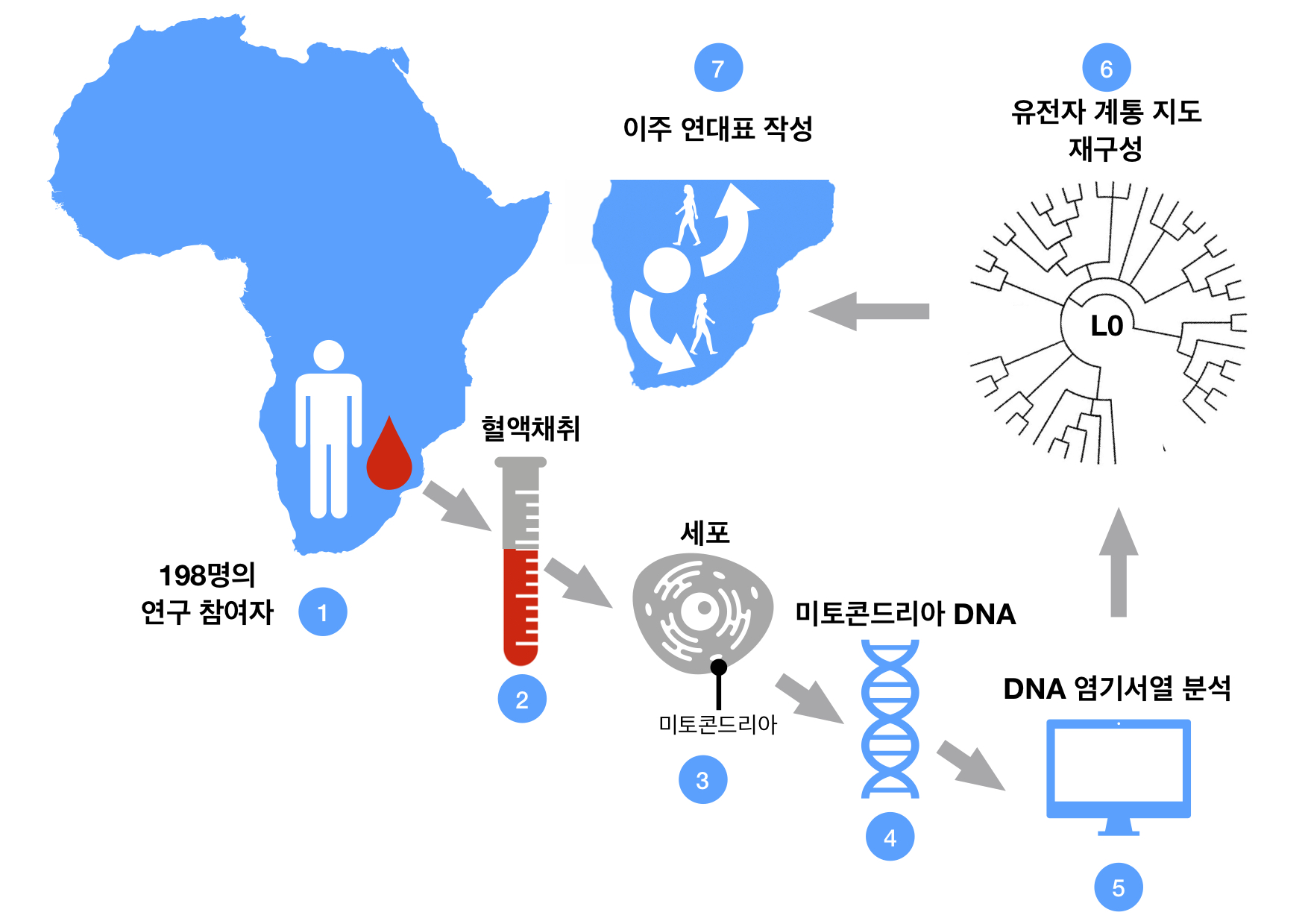 그림 1. 혈액 샘플로부터 L0 유전자 뿌리를 추적하는 과정