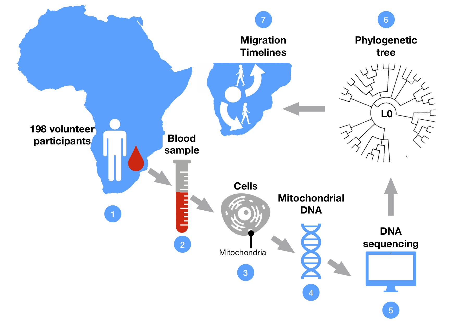 Figure 1: Reconstructing the phylogenetic tree of L0 sub-lineage from blood samples of volunteer study participants in Southern Africa. The L0 group represents the oldest branch of our common human genetic history. The genomic analysis is based on the DNA encapsulated in little structures (mitochondria) inside the cells. DNA sequencing from many individuals allows researchers to reconstruct the evolutionary tree of specific genetic lineages – in this case of the L0 group. Estimating the time of genetic divergence from the phylogenetic tree allowed researchers to reconstruct the timeline of past migration events.