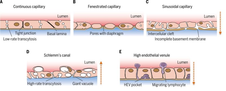 IBS 혈관 연구단은 우리 몸 안의 모세혈관을 크게 다섯 가지로 구분했다. A가 연속모세혈관, B는 유창모세혈관, C는 동굴모세혈관, D는 쉴렘관, E는 고내피세정맥이다. (출처: Science)