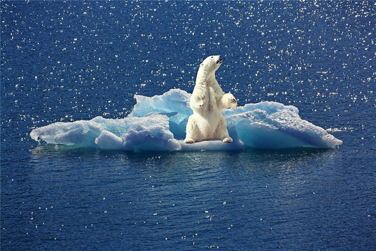 북극빙하가 녹아 내려 더 이상 살 곳이 없어진 북극곰의 모습은 지구온난화로 인한 기후변화를 보여주는 대표적인 장면이다. (픽사베이 제공)