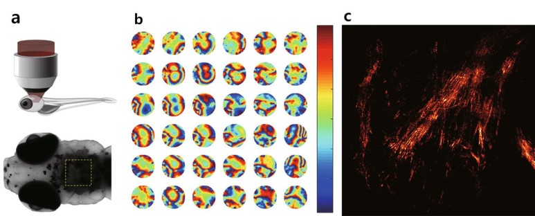 초고속/고해상도 홀로그램 현미경으로 제브라피시의 신경망을 관찰하는 모습(a). 연구진이 개발한 새로운 홀로그램 현미경은 복잡한 구조로 인해 일어나는 파면왜곡을 보정(b)하기 때문에 얽혀있는 미세한 신경계의 섬유구조까지 실시간으로 선명하게 관찰할 수 있다. (출처: IBS)