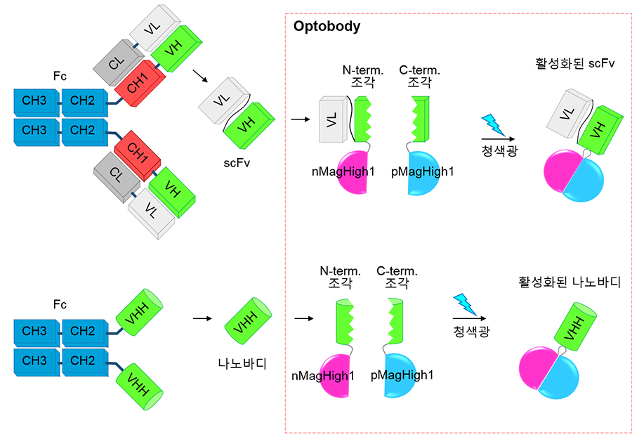 항체 조각과 옵토바디(Optobody) 기숳의 모식도. 둘로 쪼개져 비활성화 상태인 나노바디에 청색광을 쬐어주면 재결합되어 활성화된다.