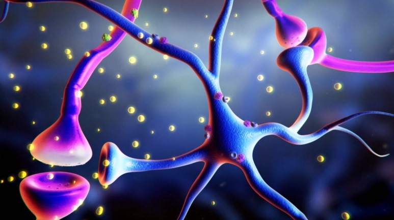 IBS 인지 및 사회성 연구단 연구진은 오피오이드가 뇌 해마에 위치한 비신경세포인 별세포의 뮤-오피오이드수용체와 결합함을 최초로 규명했다. (출처: IBS)