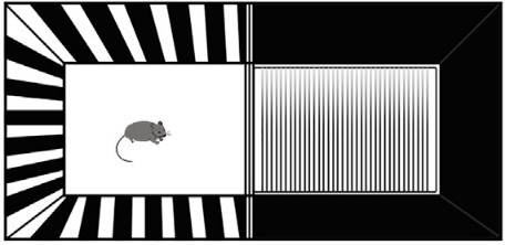 실험 쥐의 공간 선호를 측정하기 위한 장비. 쥐가 어느 방에 더 오래 머무는지를 토대로 공간에 대한 선호를 측정한다. (출처: Cell Reports)