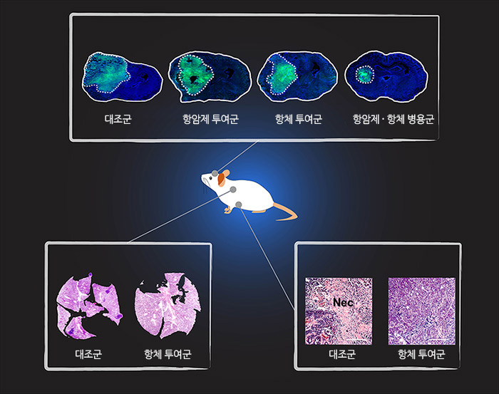 뇌종양(중점)과 유방암(중점) 폐암 모델생쥐로 TIE2 활성 항체 실험을 한 결과, 뇌종양의 크기가 작아지고, 폐암의 전이 범위와 유방암으로 인한 괴사 범위가 줄어들었다. (출처 : IBS)