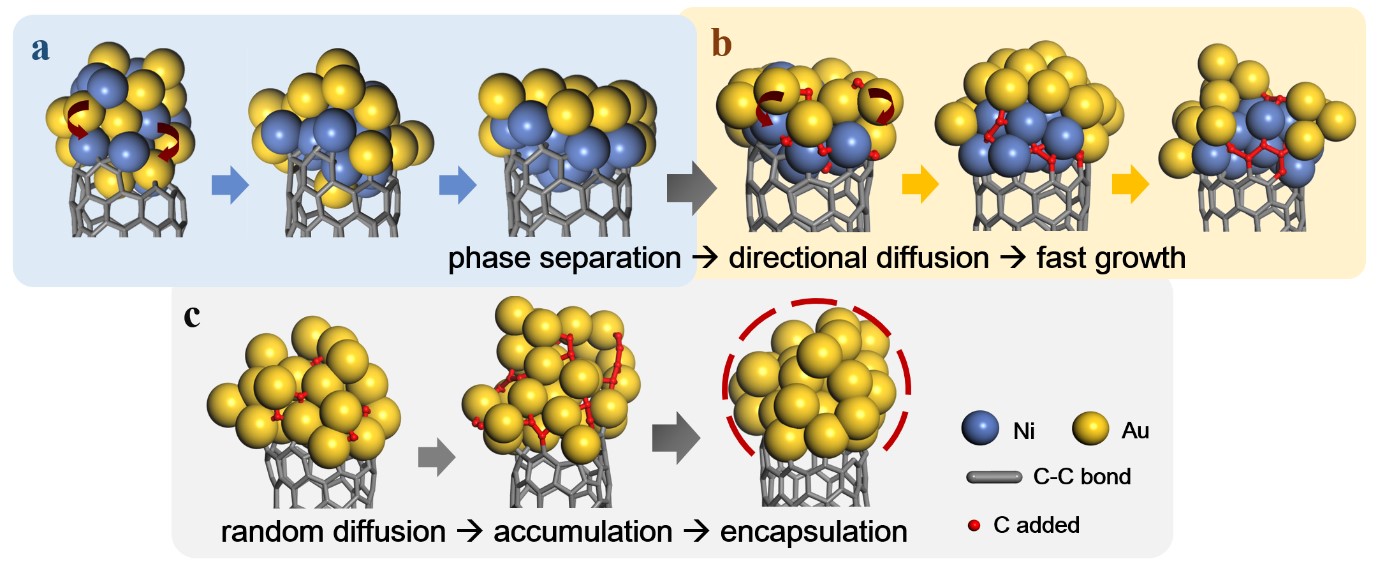 Figure 1. Snapshots of molecular dynamics simulations showing carbon nanotube growth with an alloy catalyst made of nickel (blue) and gold (yellow) atoms in comparison with a catalyst made of gold only. (a) Contact-induced separation of the two metallic elements: gold is less active than nickel and is pushed on the top of the growth front. (b) Subsequent directional diffusion of the carbon atoms (red arrows) to the growth front, leading to efficient growth. (c) During carbon nanotube growth with monometallic catalysts, the random diffusion of carbon atoms results in their accumulation on the top surface of the catalyst, increasing the risk of encapsulation and growth termination.