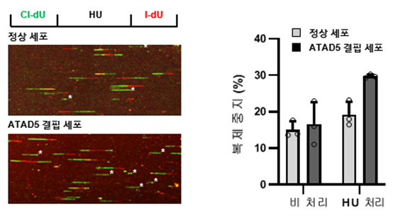 HU(Hydroxyurea)를 처리하여 세포 내 뉴클레오티드 양을 감소시켜 DNA 복제 스트레스 준 상황에서, ATAD5 결핍 세포의 복제 중지 비율이 비교적 높음을 확인할 수 있다.