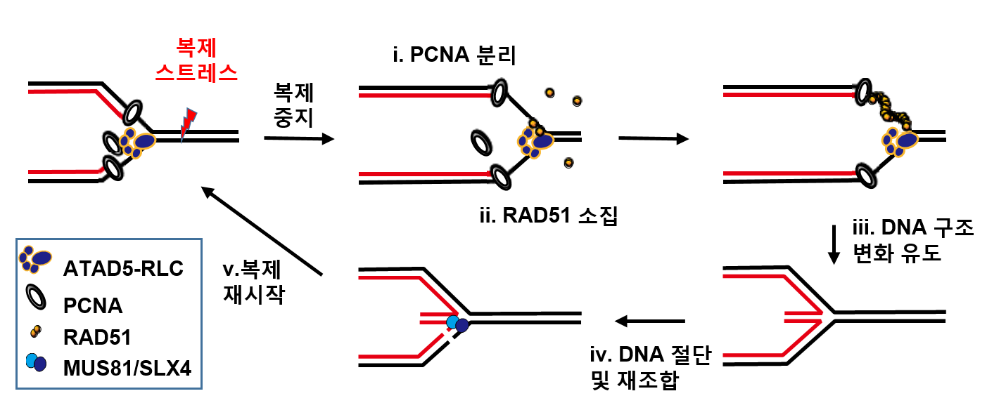 이전 연구 ‘세포의 복제 스트레스 해소법 발견’바로가기