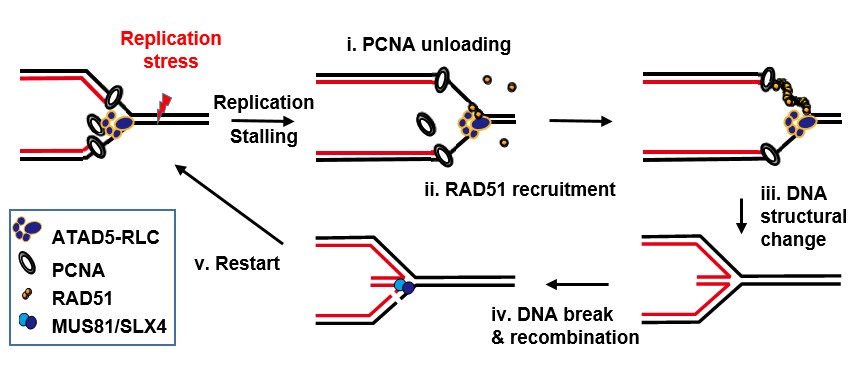 Figure 1. In the face of DNA reapplication stress, ATAD5 i) removes PCNA from the stressed DNA and simultaneously ii) recruits RAD51 recombinase through protein-protein interaction. Then iii) RAD51 wraps and transforms the DNA into a stable structure. Subsequently, iv) DNA is cleaved via MUS81/SLX4 and recombined, and v) DNA replication restarts. This process keeps DNA stable under replication stress and ensures entire replication is complete.